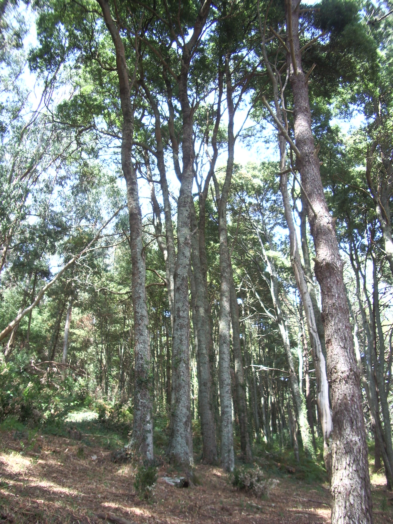 Vegetación de las Islas Cíes